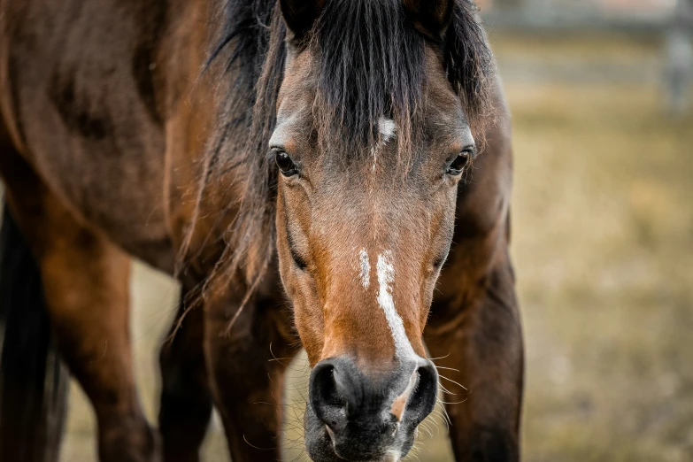 a brown horse standing in a dry grass covered field