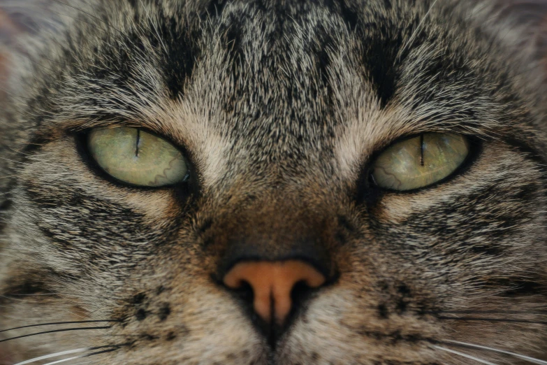 a closeup of an adult cat's eyes