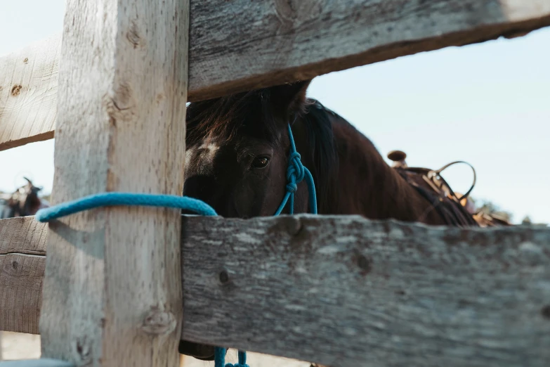 the horse is standing behind the wooden fence