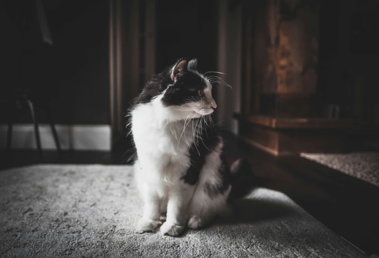 a small cat standing on the floor looking up