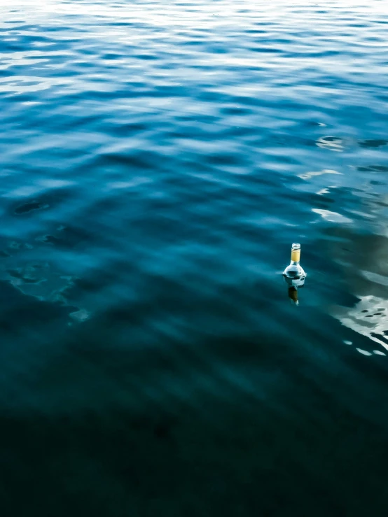 a bird floats on top of the water