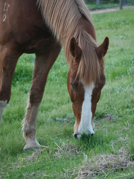 a horse grazing on grass with a fence behind it