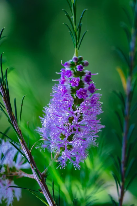 a single purple flower that has just begun to open