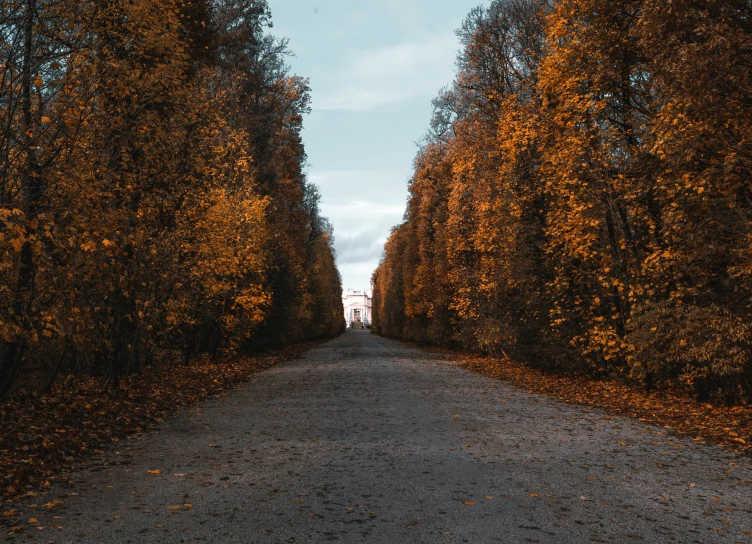 the road in the woods is lined with trees