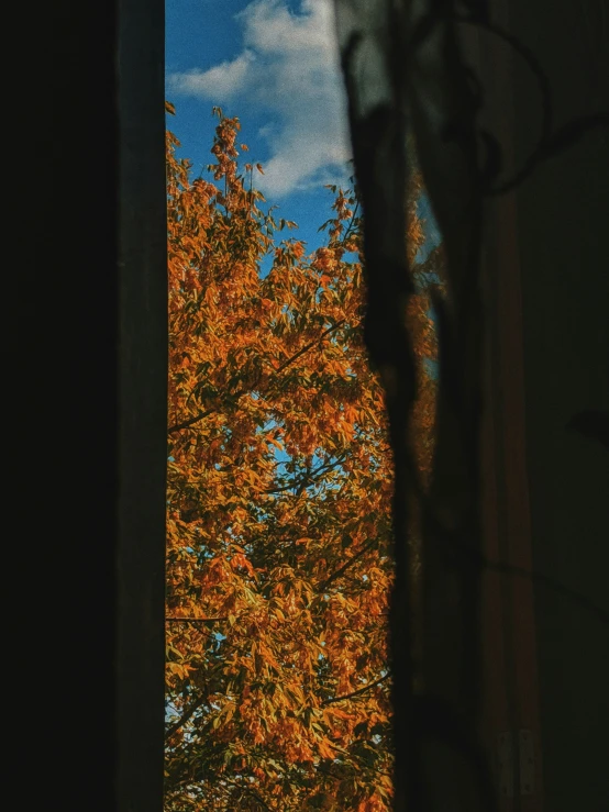 a window with trees outside and the sky in front