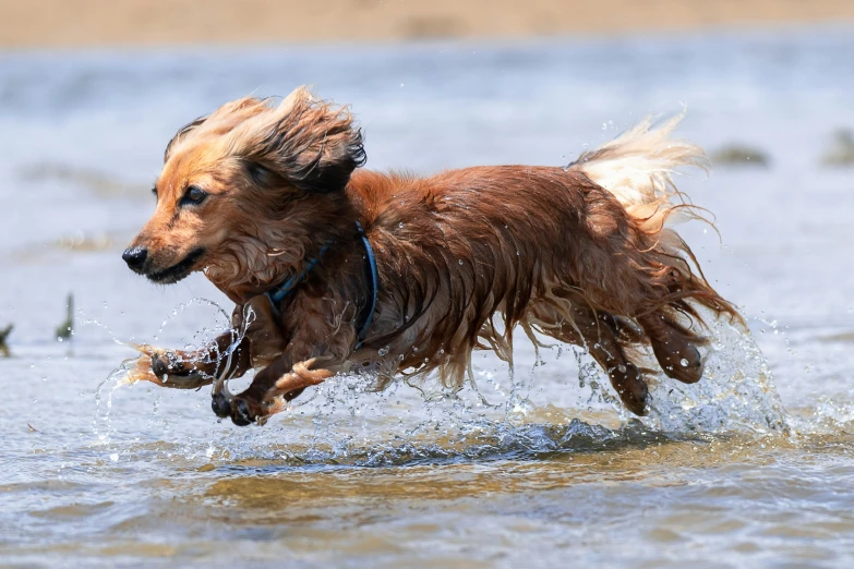the dog jumping in the water has his mouth open