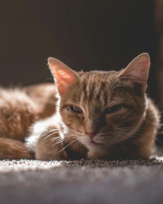 an orange cat with its eyes closed is relaxing on the carpet