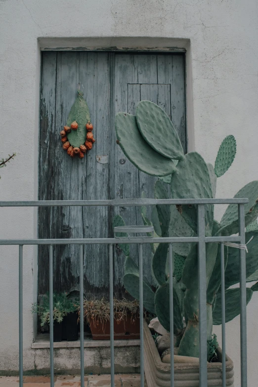 a cactus in front of a grey door and fence