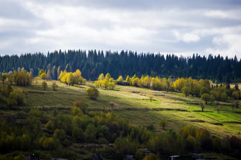 a lush green hillside covered in trees next to a forest