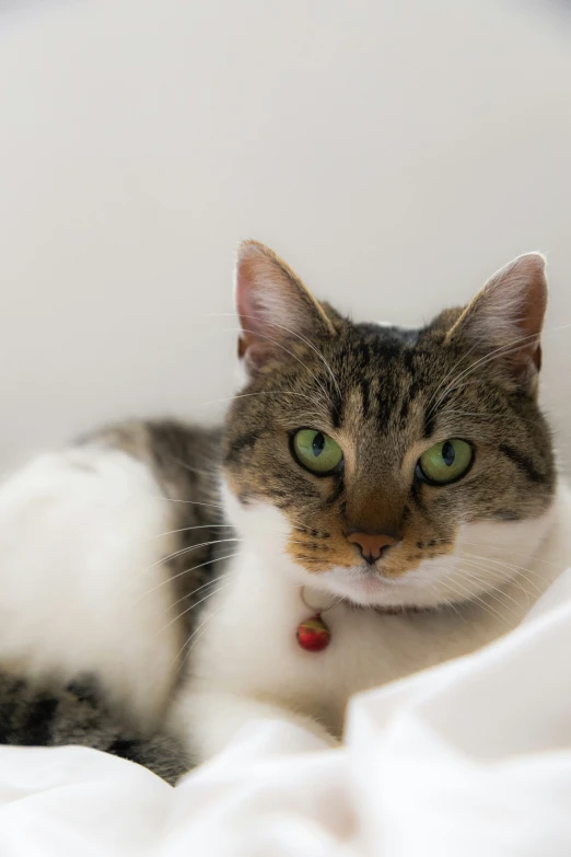 a cat sitting on top of a bed with pillows