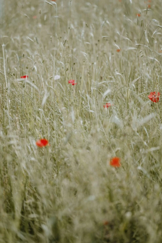 a meadow filled with lots of red flowers