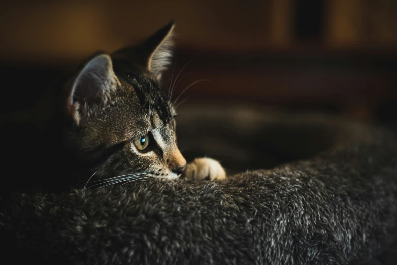 a cat with green eyes sitting on top of a black cat