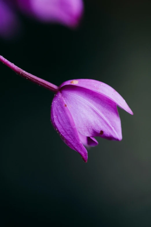 a pink flower on a green nch in the daytime