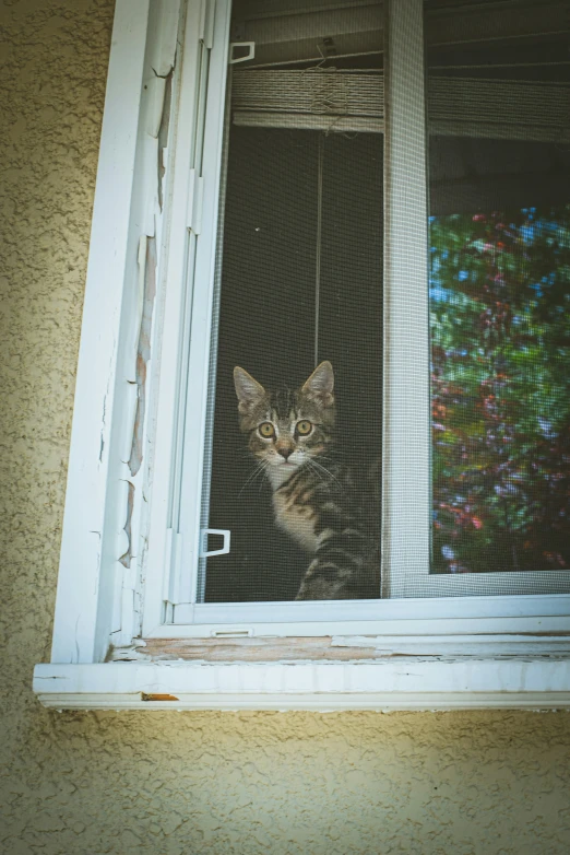 a cat standing inside a window looking out at the yard