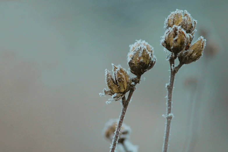 a group of thin flower buds sitting next to each other