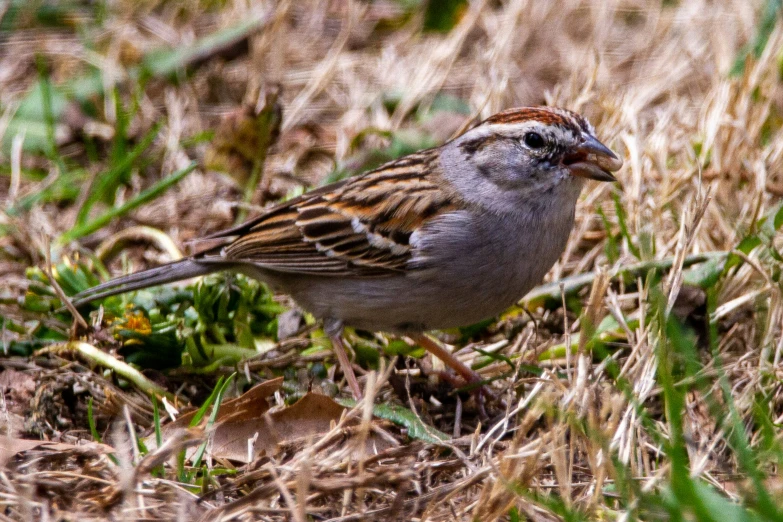 small bird sitting in the grass looking down