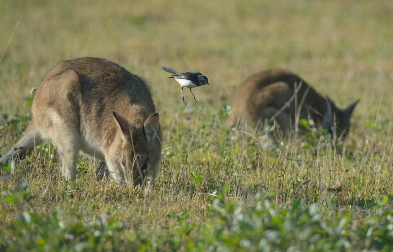 a cat sniffing grass while a bird flies by on the ground