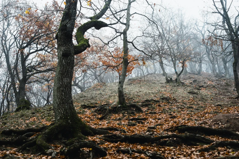 a lush green forest filled with leaves covered ground