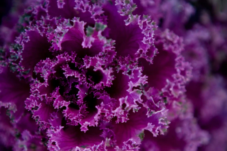 a purple colored flower is seen closeup