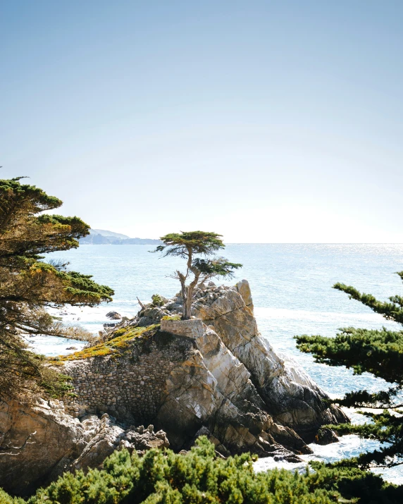 a tree growing on the top of some rocks next to the ocean