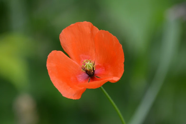 bright red flower on green stem with blurry background