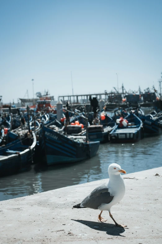 bird looking to the water and boats at shore