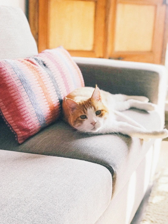 an orange and white cat on a couch with a red striped pillow