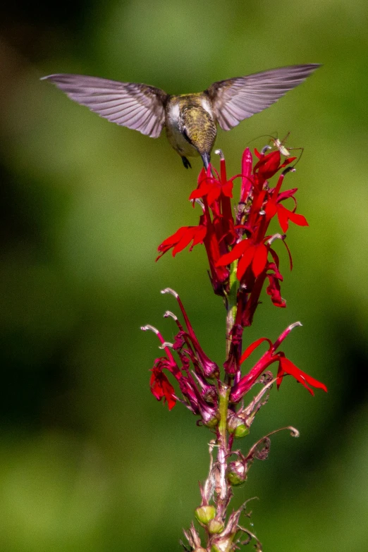 a hummingbird is taking flight with it's wings wide open