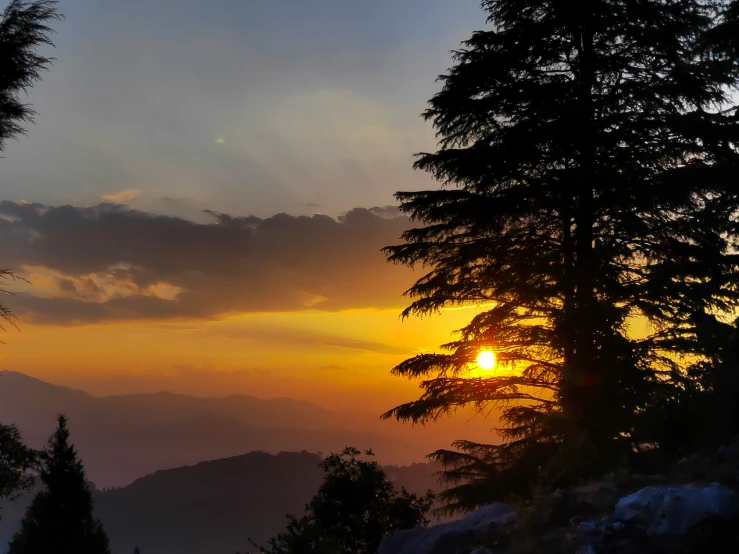 trees are standing in the sunlight near a mountain