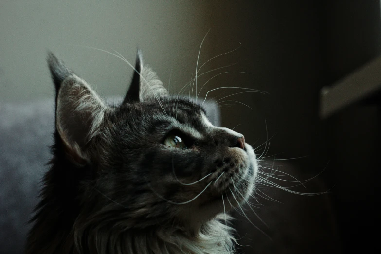 a cat sitting with its head up in the dark