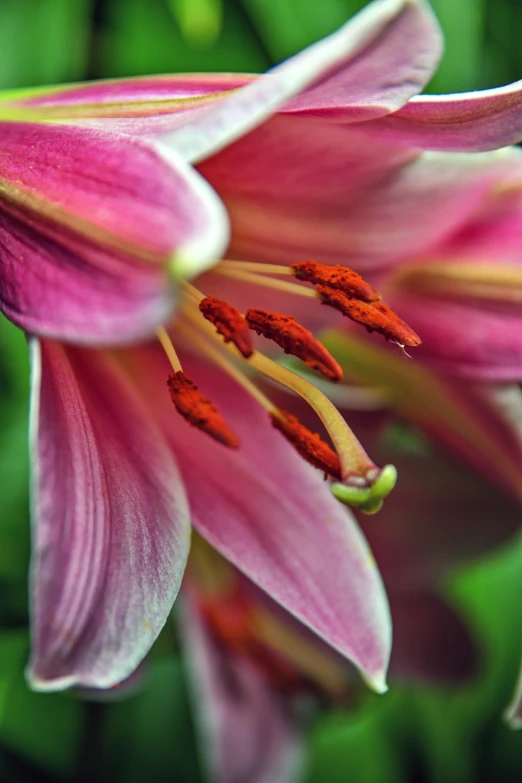 there is a pink flower with many petals growing