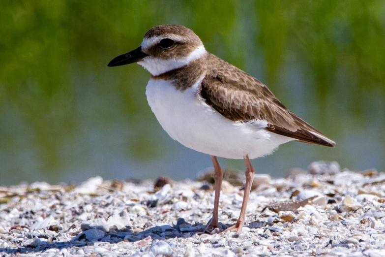 bird standing on dirt on the ground by some water