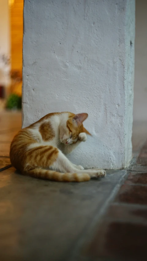 a cat that is laying down by the wall