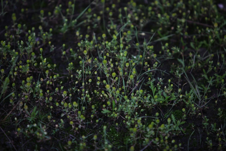 small plants that are growing out of the grass