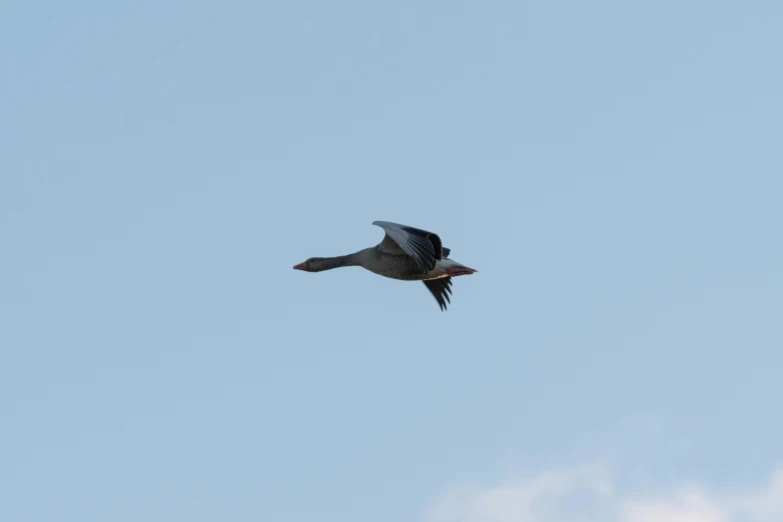 a bird flying through the sky with its wings spread