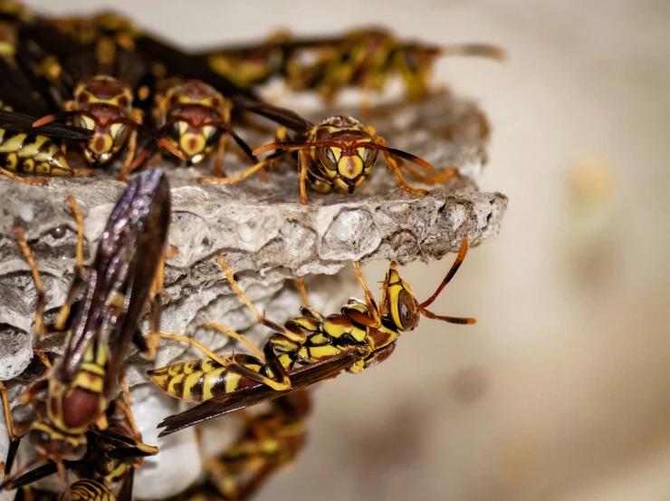 close up of several insects sitting on the rock