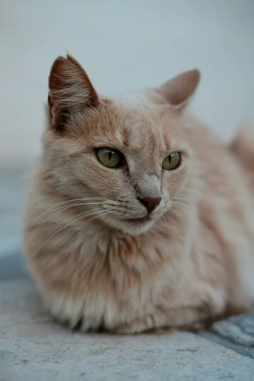 a long haired cat laying on a blanket