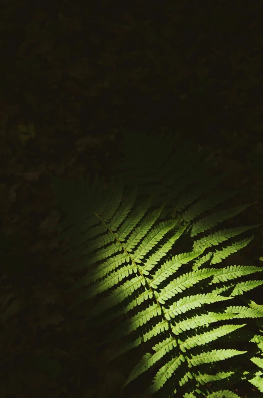 closeup of an evergreen plant leaf with its back light shining down