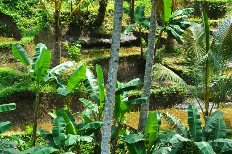 a view of the woods and some trees from the roof of a house