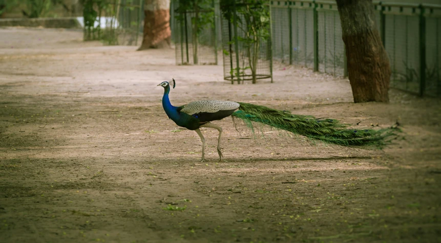 a peacock with a very long tail walking