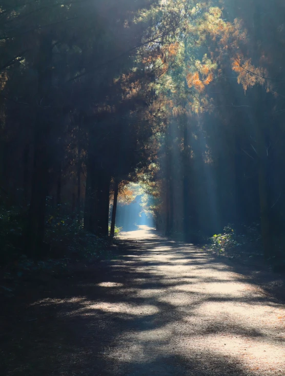 sunlight coming from the center of an avenue of trees