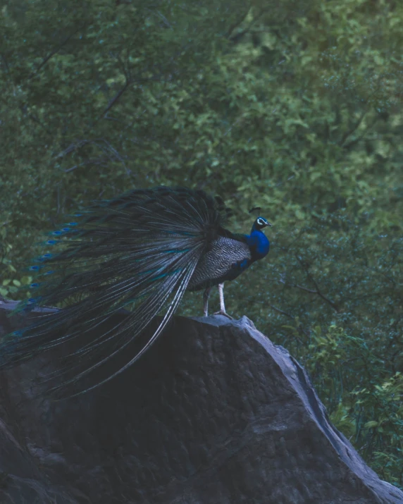 there is a small blue peacock perched on a rock