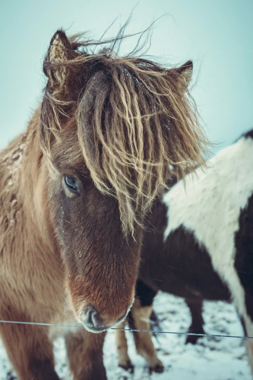 a brown horse with long hair standing behind a wire fence