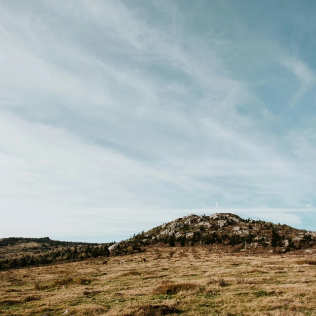 two horses are standing on the hill by themselves