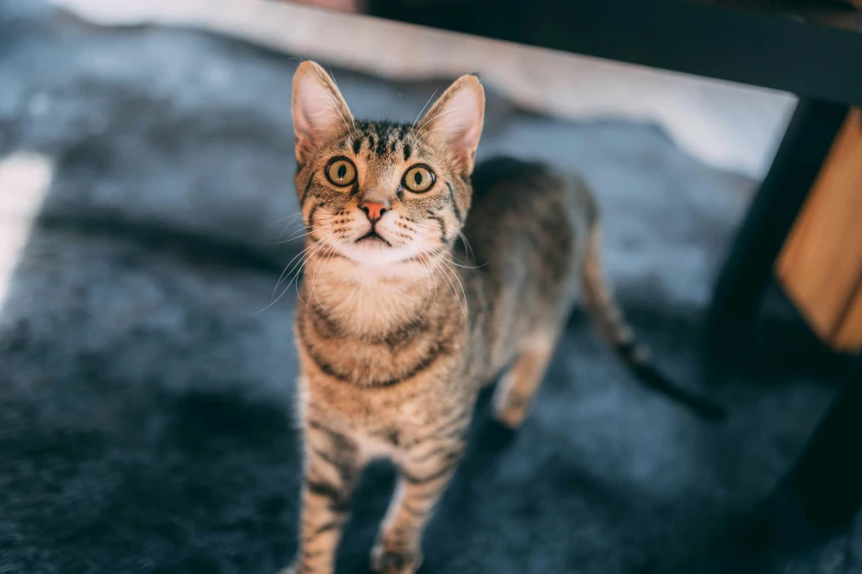 a small cat looks up at the camera