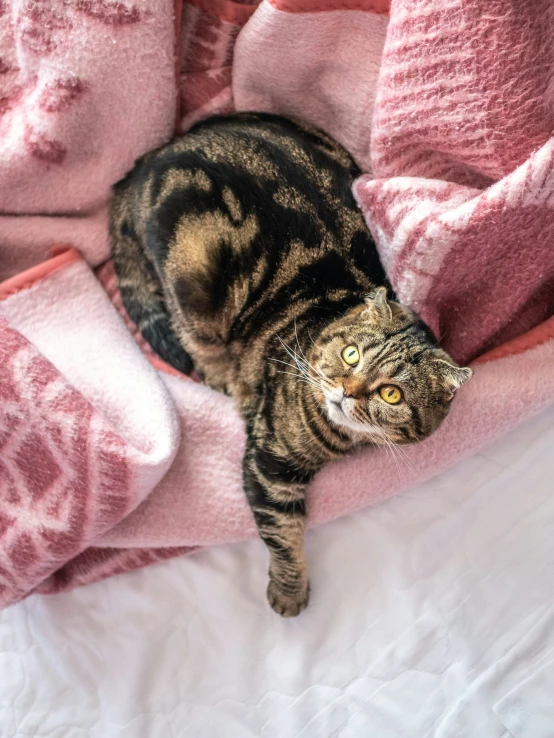 a cat laying on a blanket next to pink and orange blankets