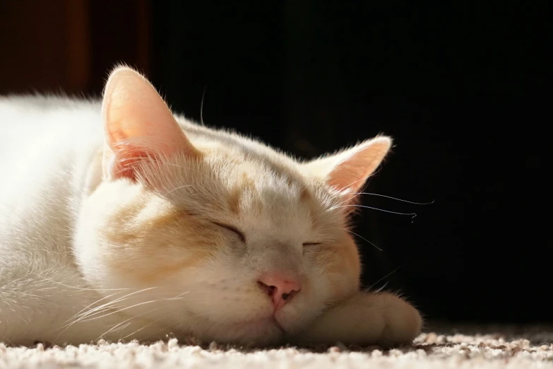 a white cat is sleeping on a carpet