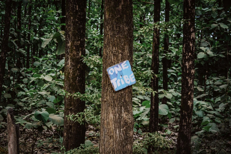 a street sign in the woods is hanging from a tree