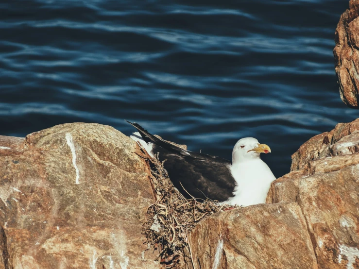 a seagull is sitting on the rocks by the water