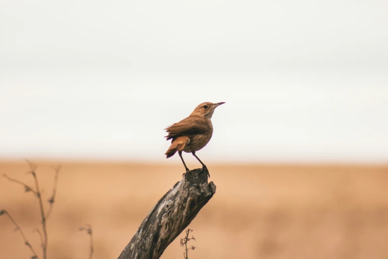 a brown bird sitting on top of a tree nch